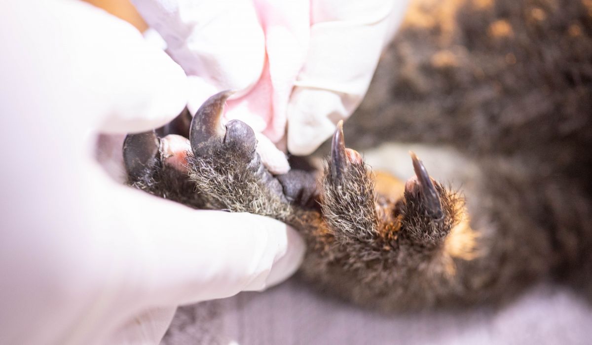 Image of koala hand in veterinary care