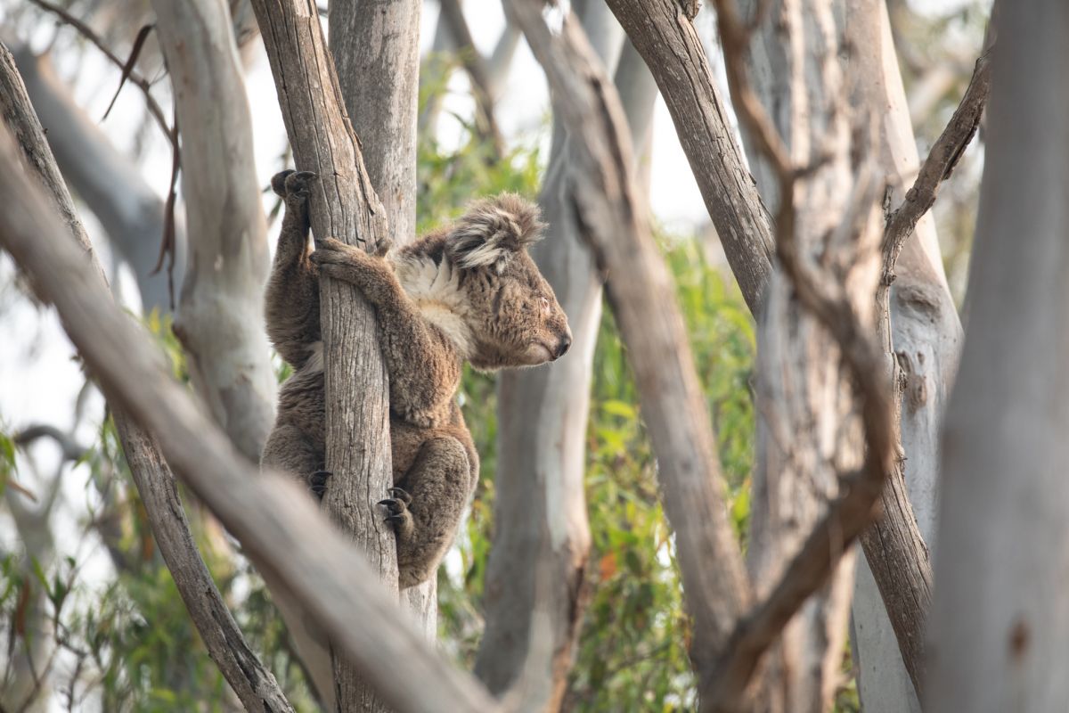 Image of koala in tree