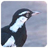 magpie lark