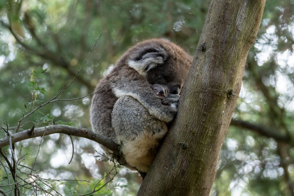 Sleeping koala in a tree with a joey on Phillip Island (Millowl)