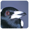 magpie