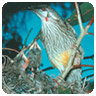 Red wattle bird