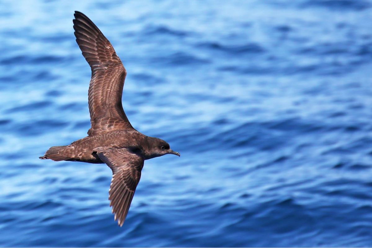 Short-tailed shearwater in flight over the ocean