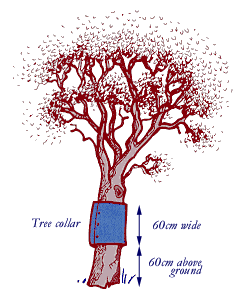 Tree collar should be 60cm tall and 60cm above the ground.