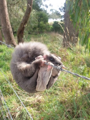 A sugar glider handing from barbed wire being rescued by wildlife victoria