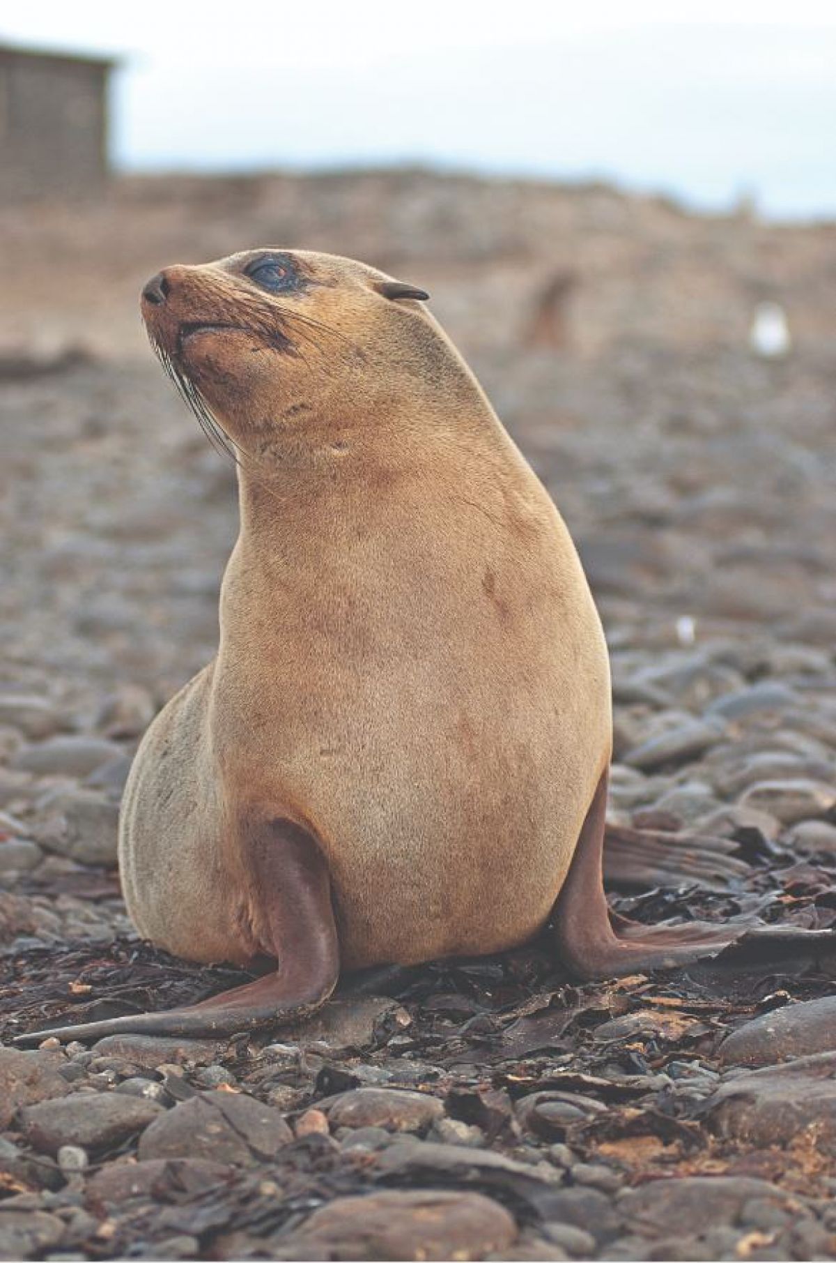 Australian fur seal looking away at Seal Rocks