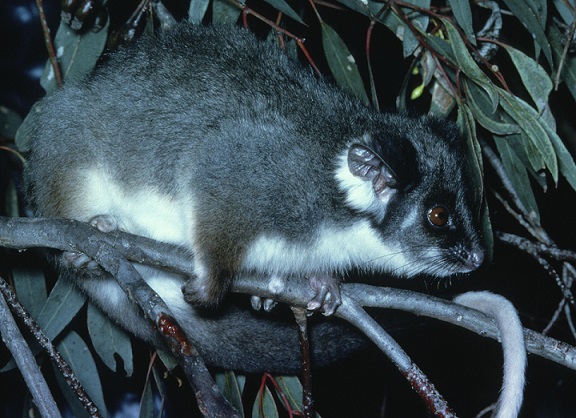 Common ringtail possum