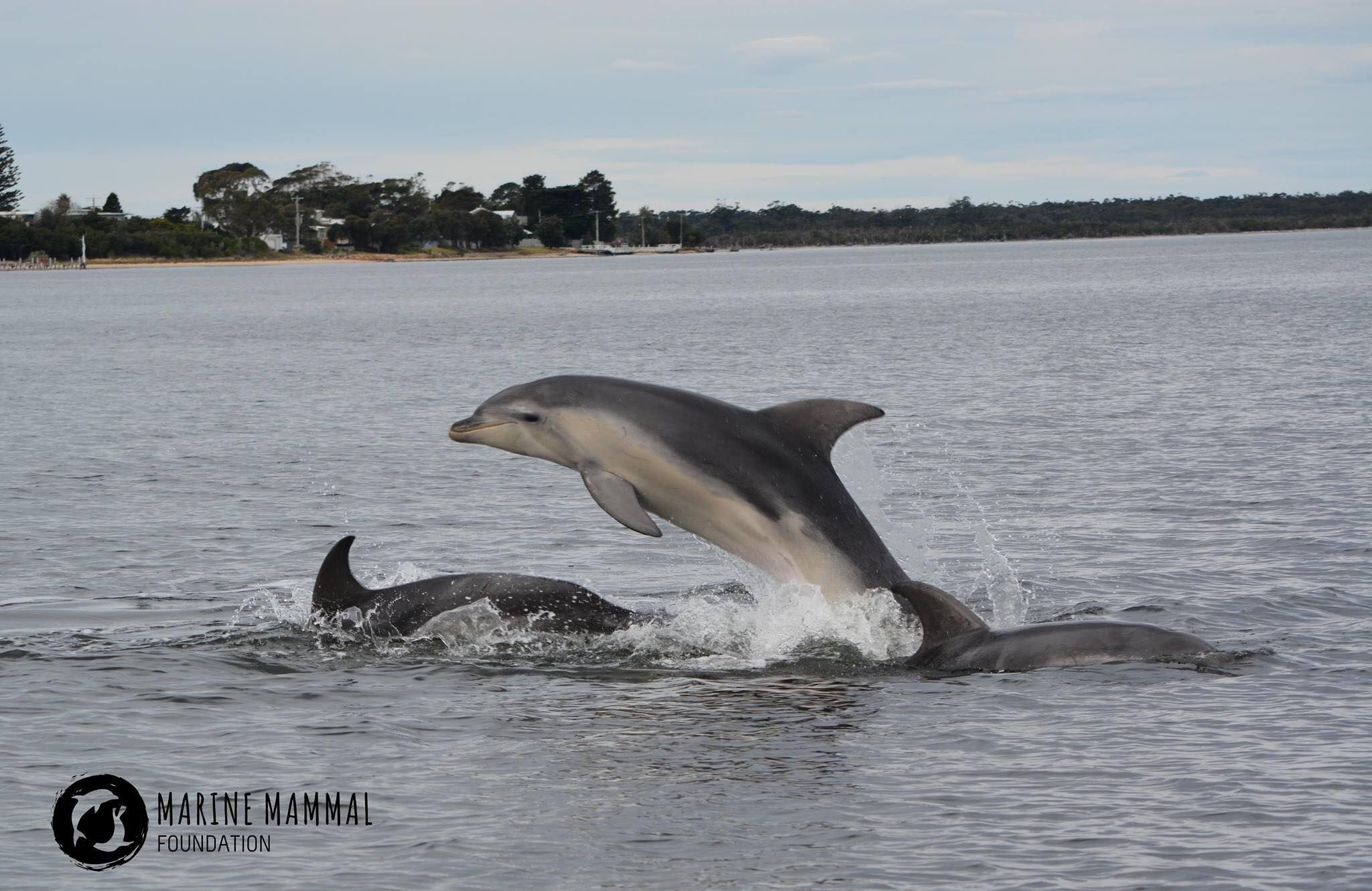 Burranan dolphin in Gippsland Lakes