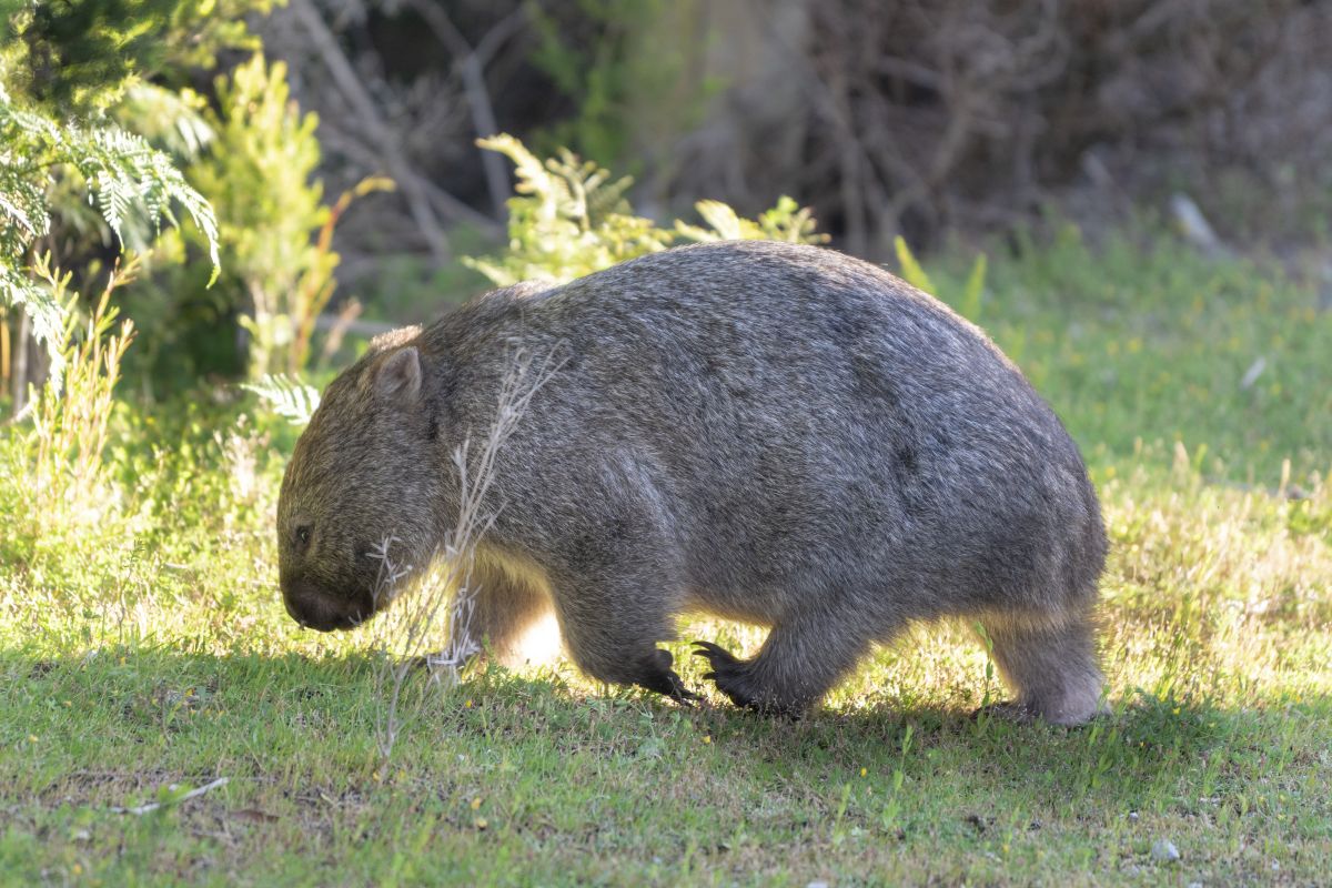 Wildlife Rehabilitator Grants