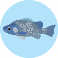 Macquarie Perch