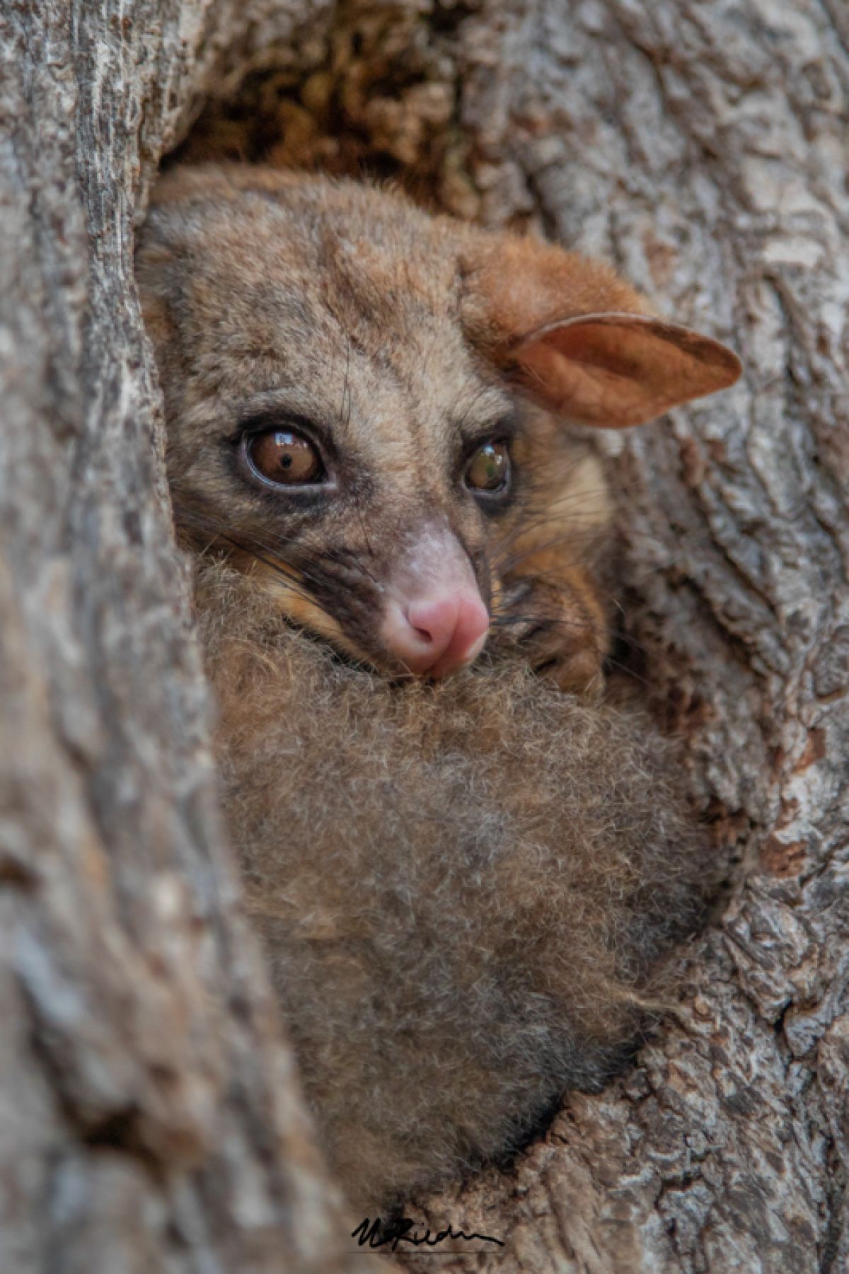 Image of brushtail possum in tree