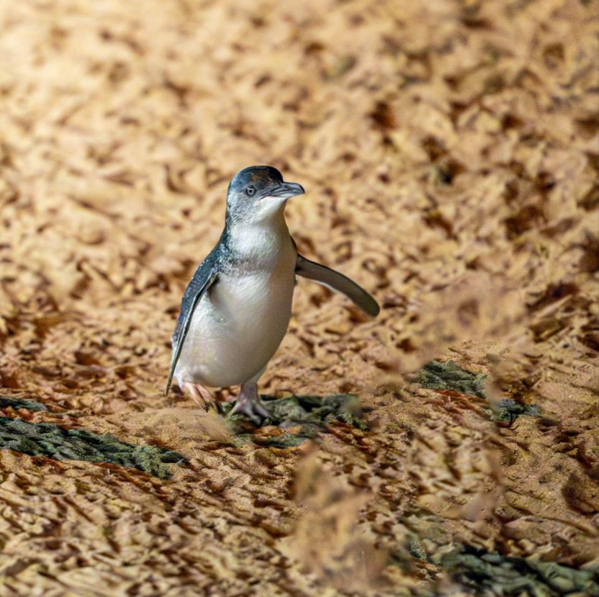 Little penguin on the beach on Phillip Island (Millowl)