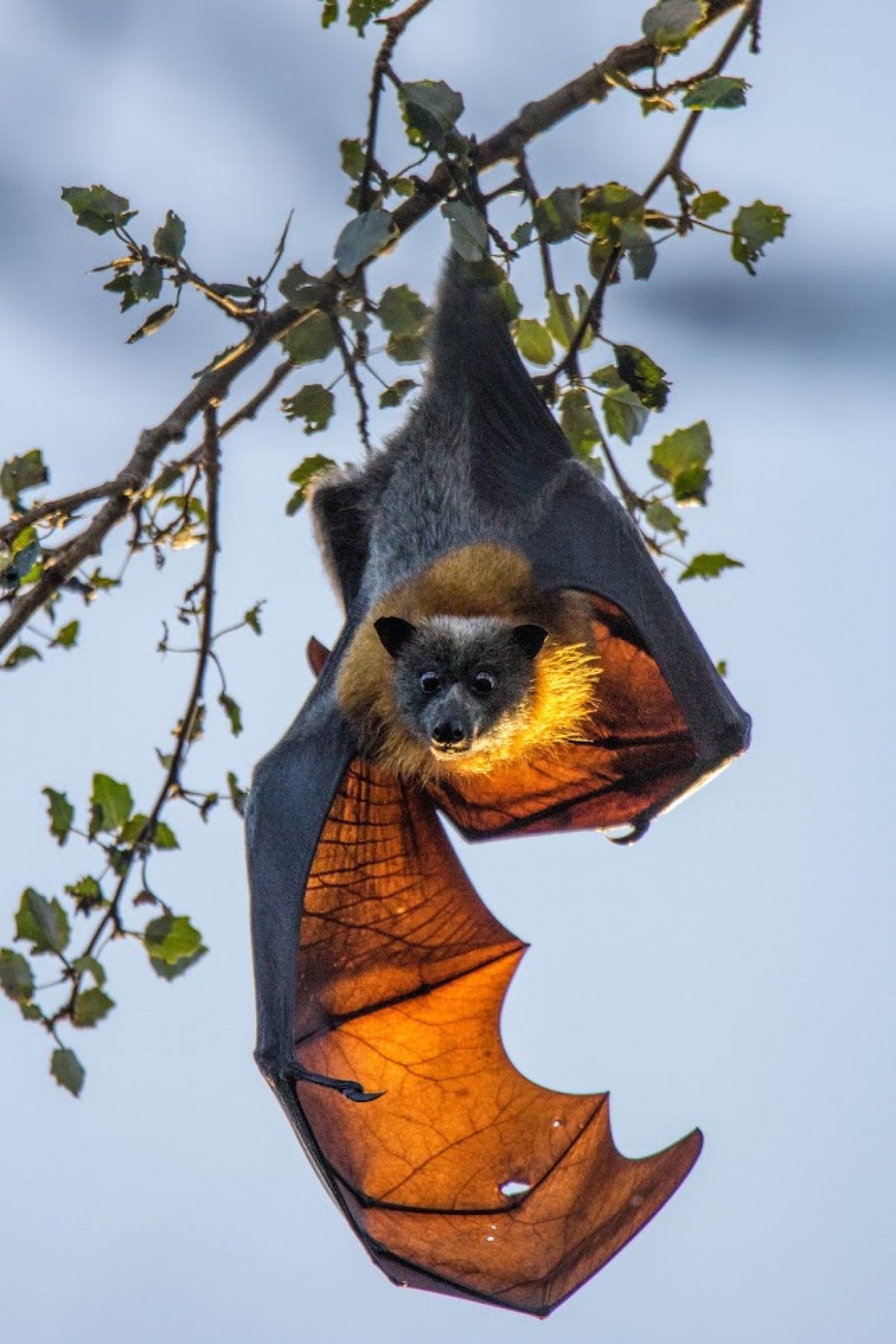 Image of grey headed flying fox in tree