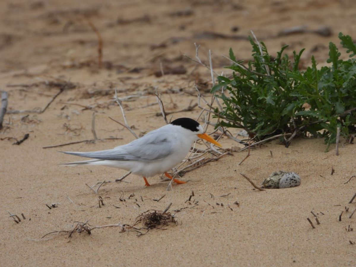 Fairy tern with a chick and an egg on the beach at Phillip Island (Millowl)