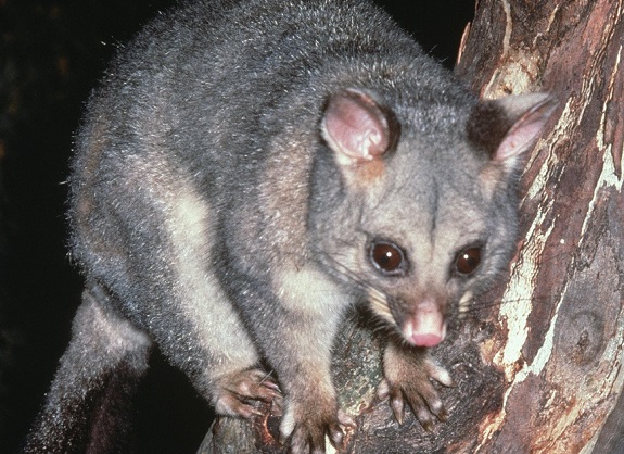 Common brushtail possum