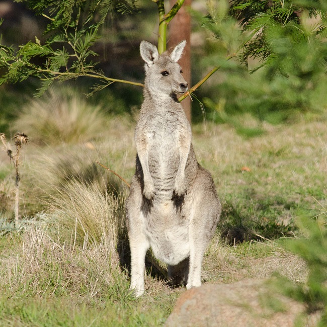 Eastern Grey kangaroo