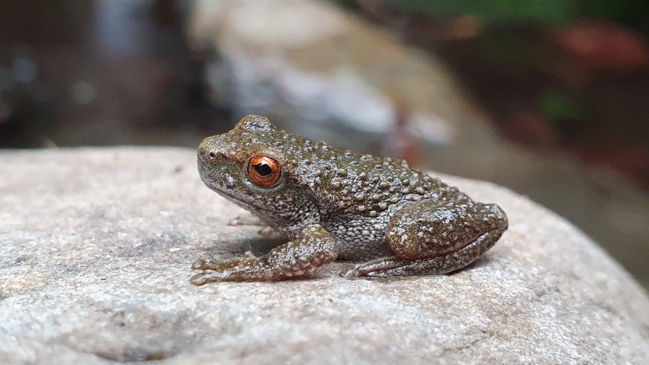 Protecting Spotted Tree Frogs after bushfires