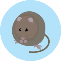 Broad Toothed Rat