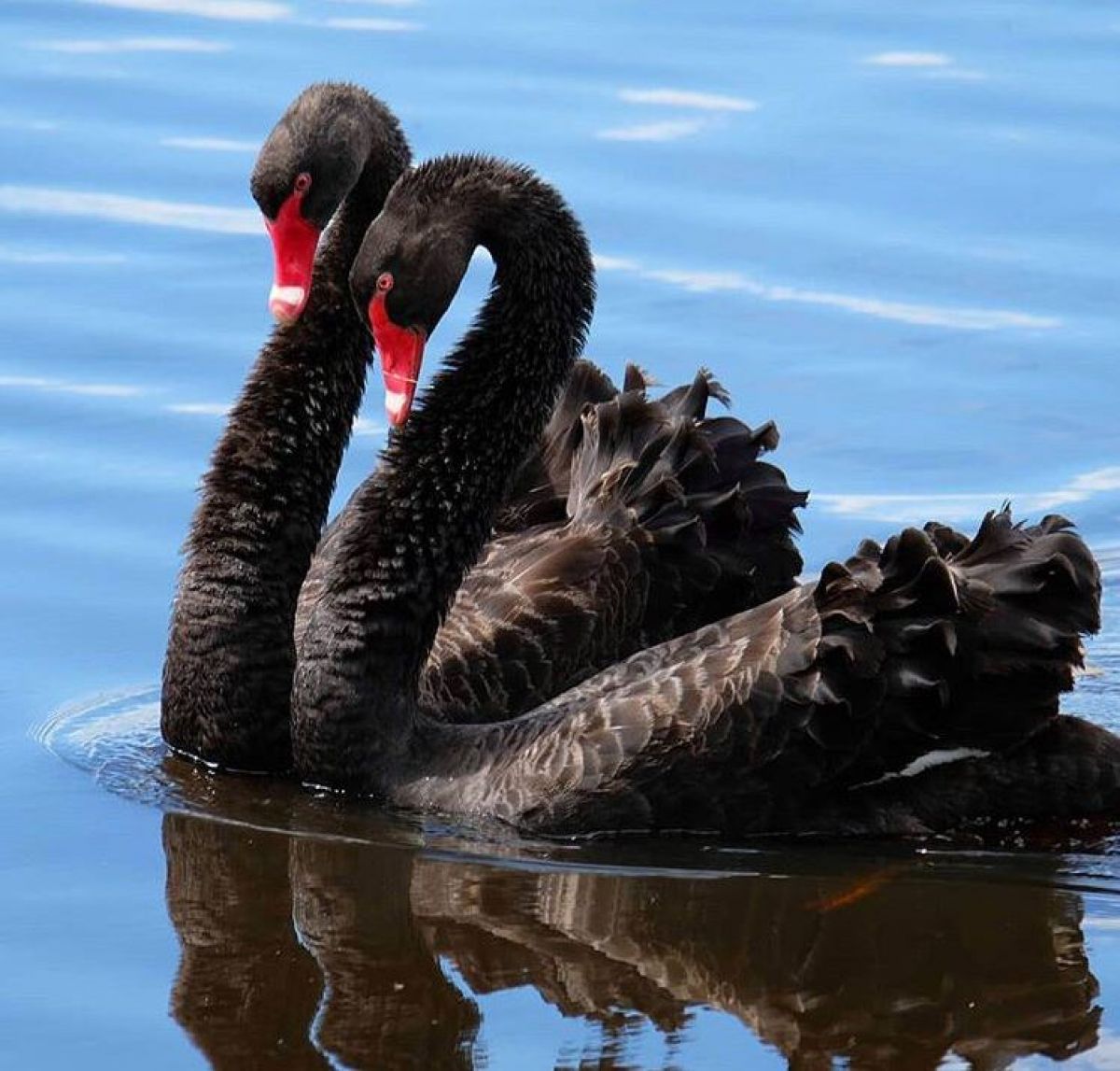Two black swans together on the water