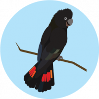 Glossy Black Cockatoo