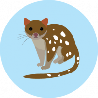 Spot Tailed Quoll