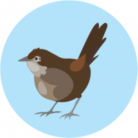 Eastern Bristlebird