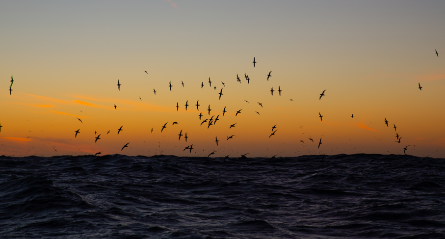 Flock of birds flying over dark ocean waves during sunset. The sky features a gradient from orange near the horizon to a pale blue higher up, highlighting the silhouettes of the birds and the textured water surface