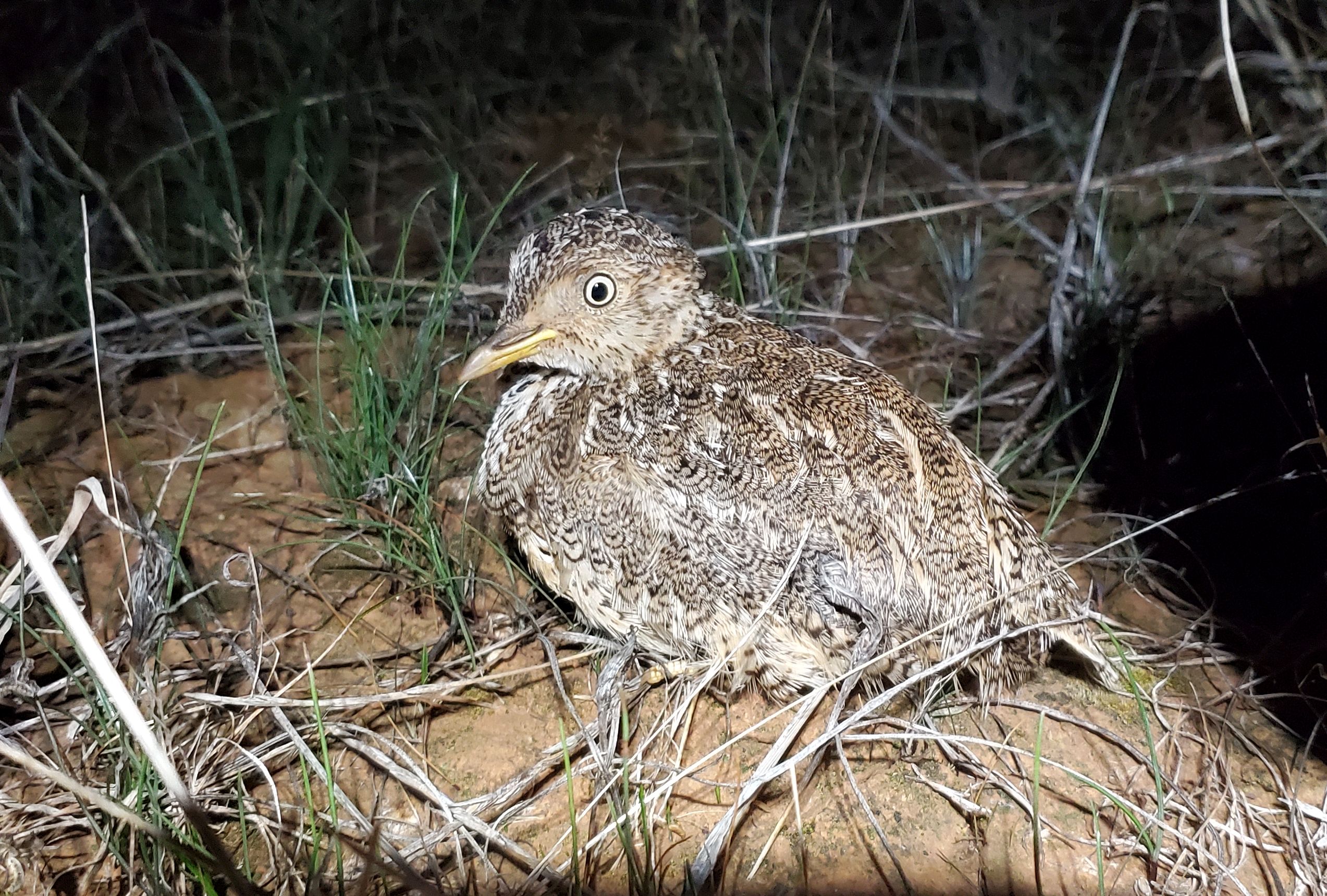 plains wanderer