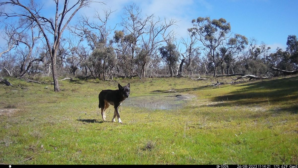 Mallee dingo