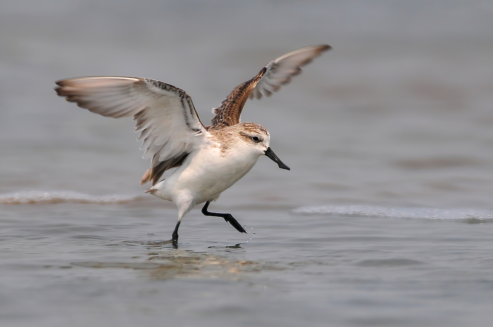 Photograph of a small shorebird with wings partially spread, standing on one leg in shallow water. The bird has white underparts, brown and black markings on wings and back, and a slender black beak, capturing a moment of movement in a natural wetland setting