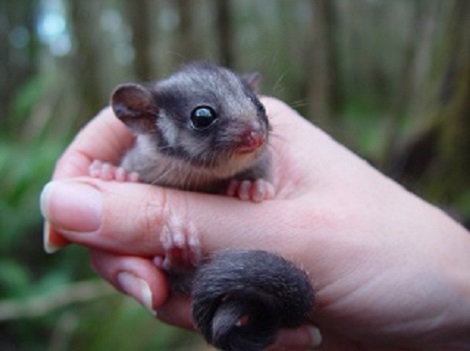 Leadebeater's possum held in a human hand. It is small, with a long tail.