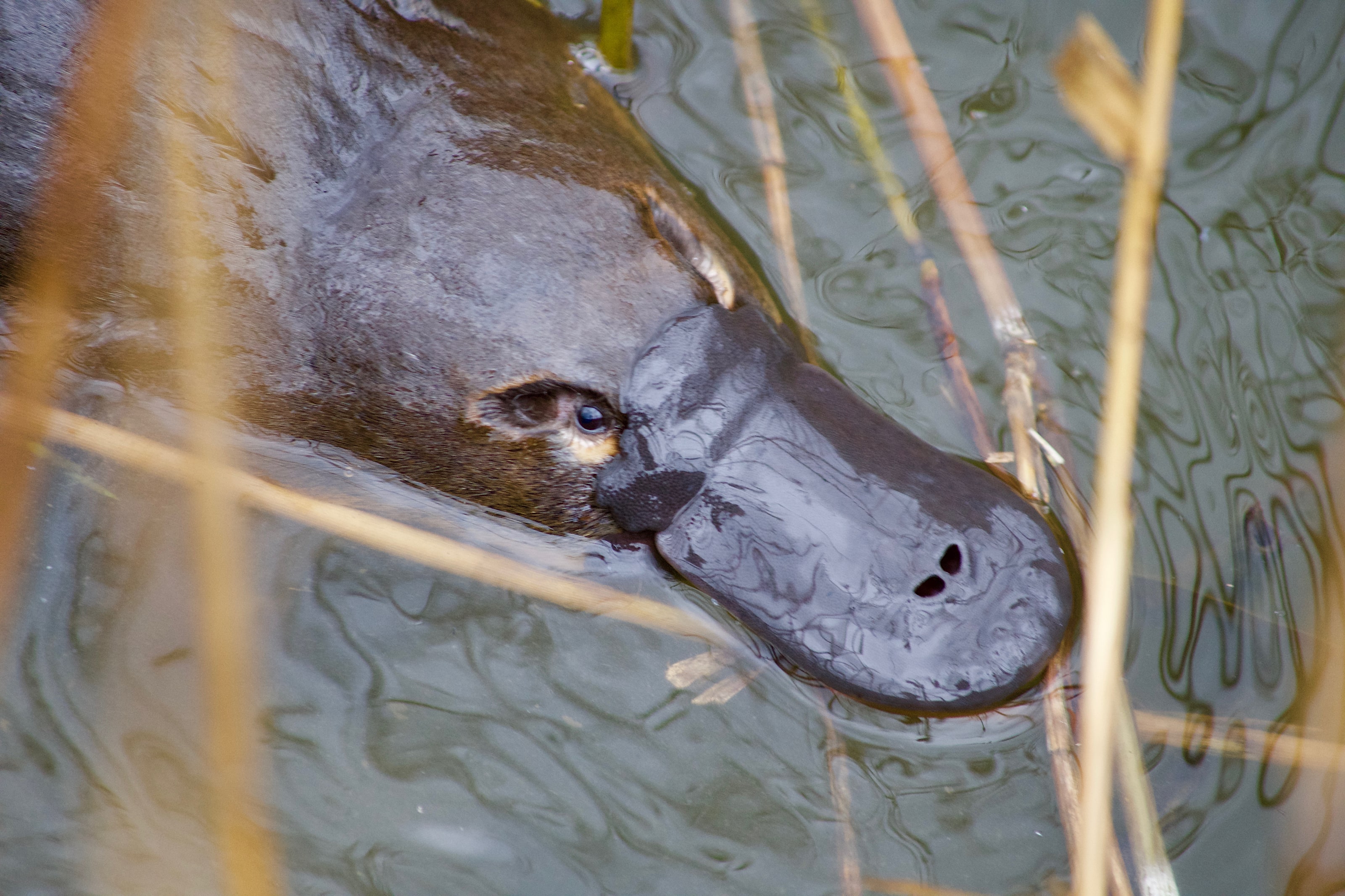 Platypus