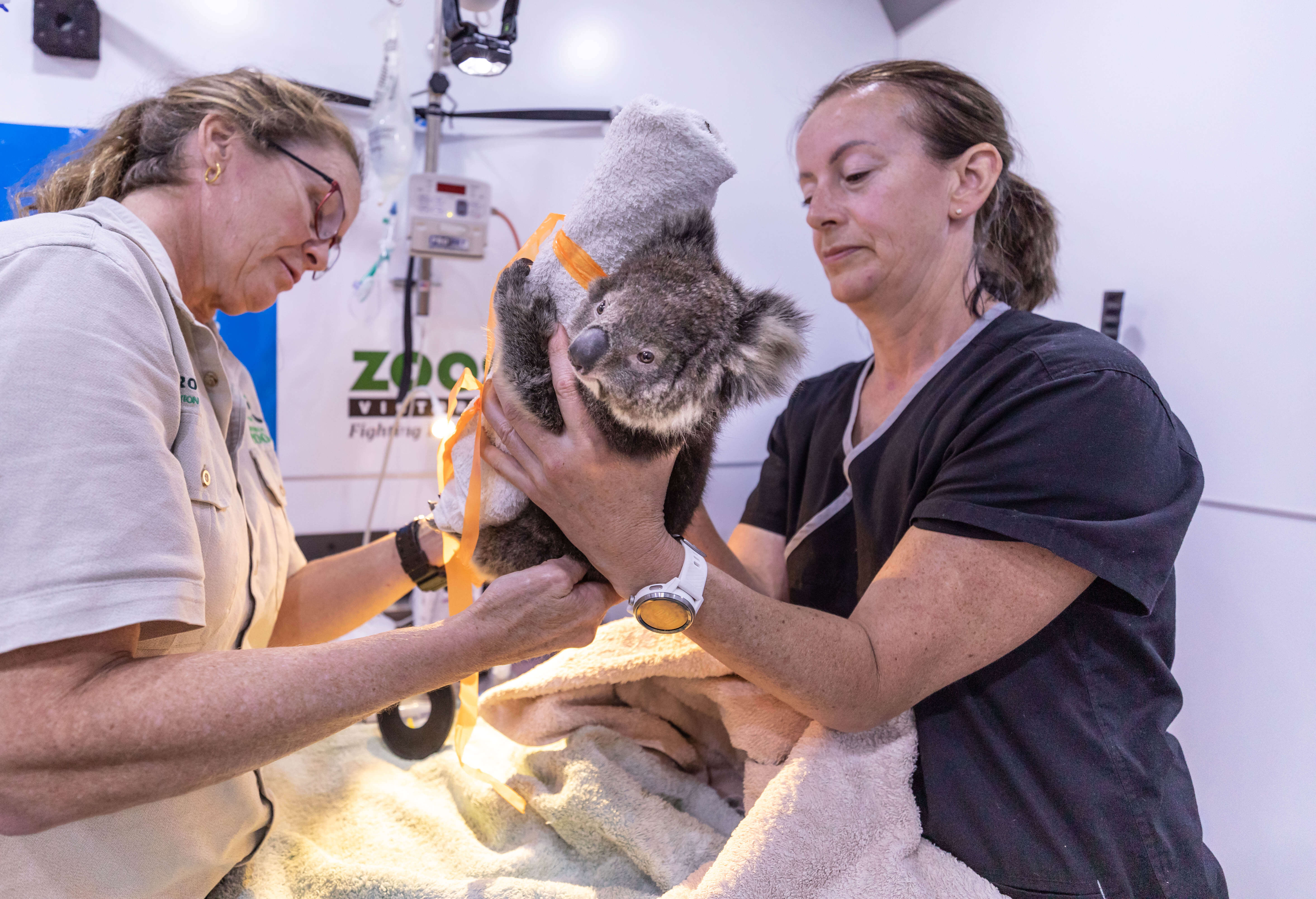 Vets Helping Koala