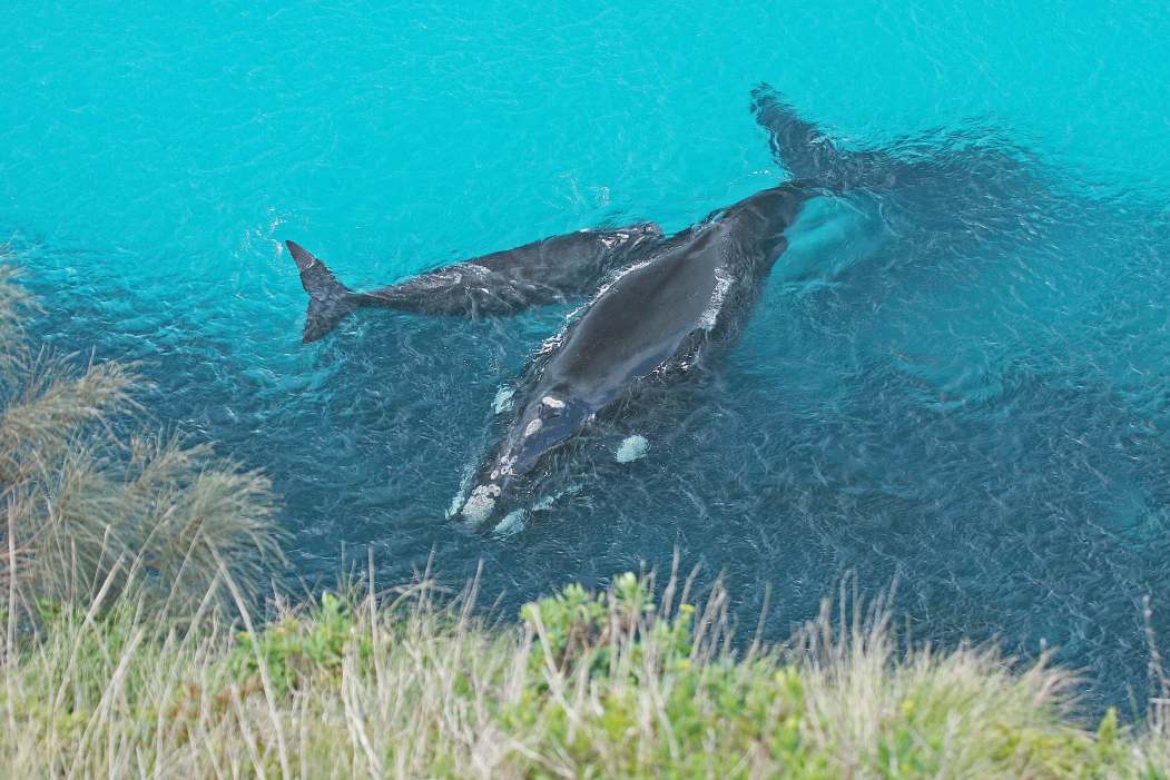 Southern Right Whales at Portland on Gunditjmara sea country