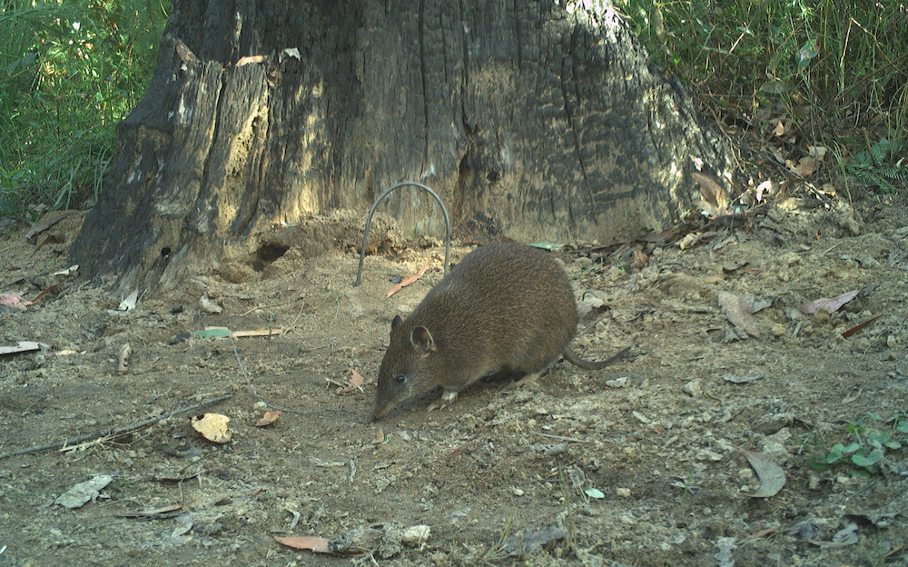 Southern brown bandicoot in natural habitat