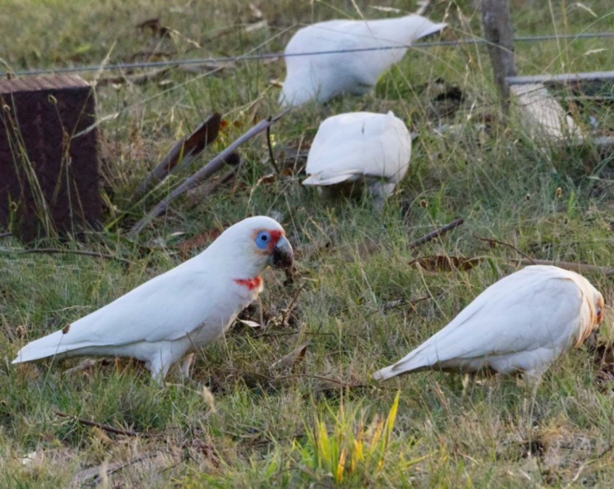 Long-billed Corellas digging for onion weed