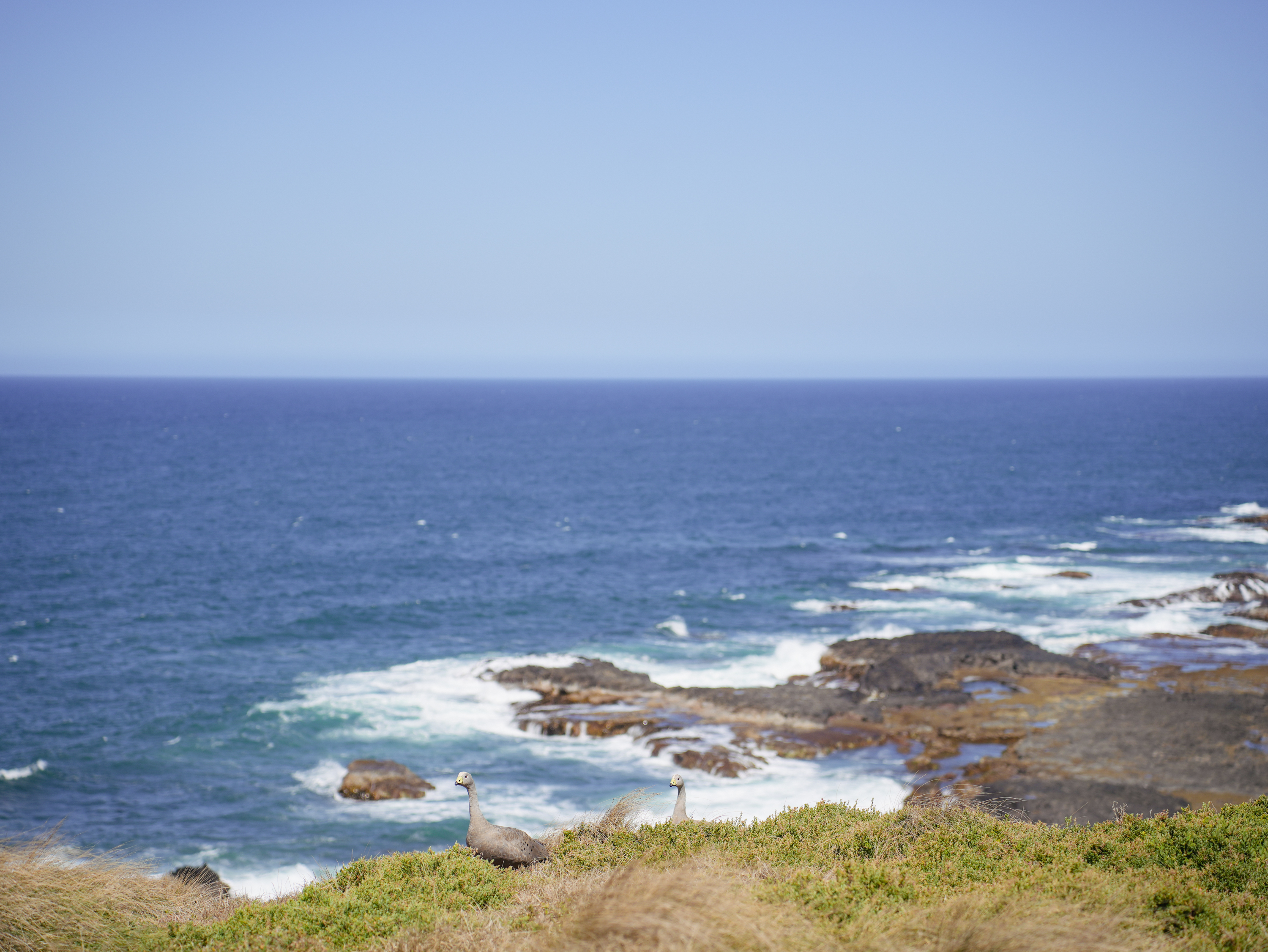 Two cape barren geese on the Summerlands Peninsula at Phillip Island (Millowl)