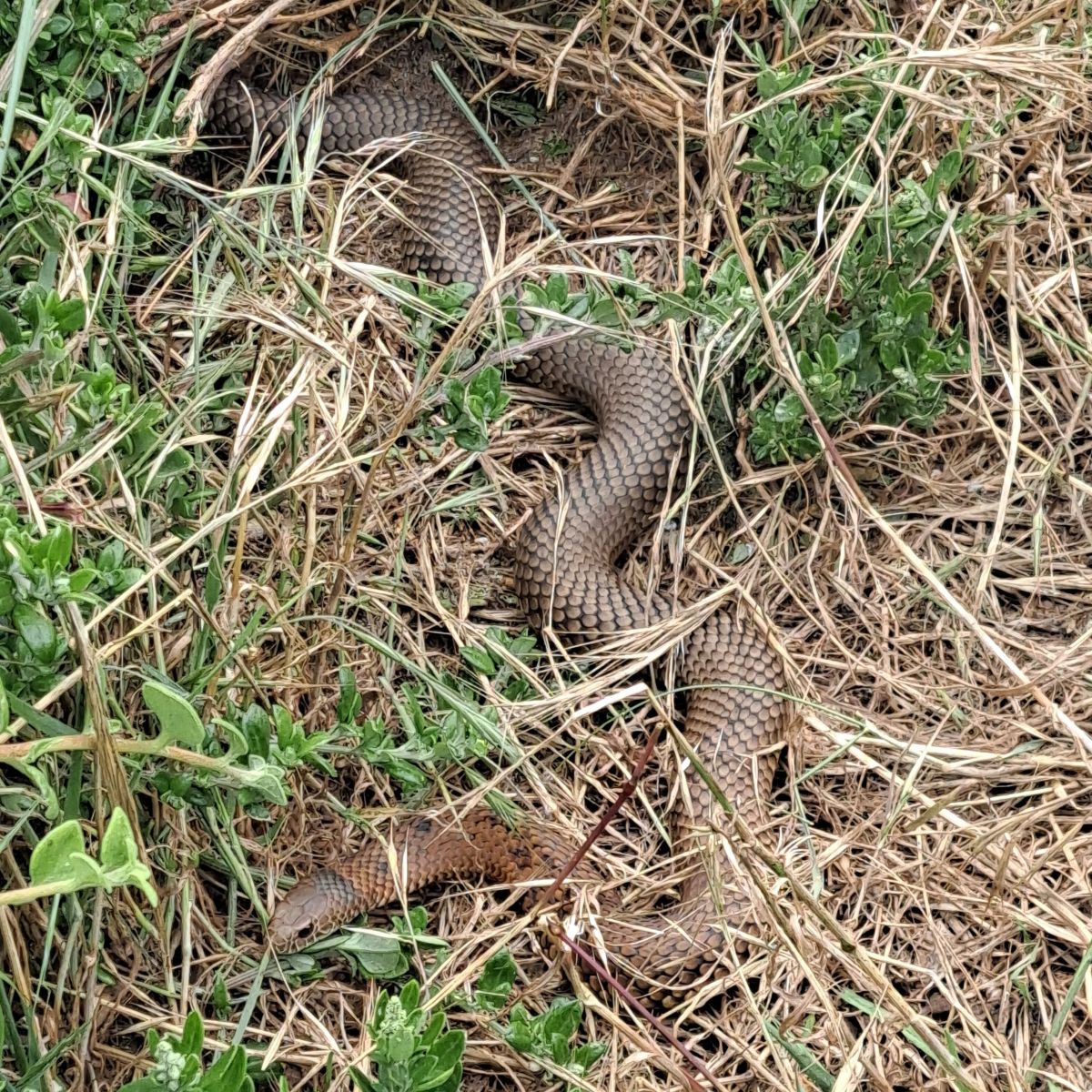 Copperhead snake in the grass