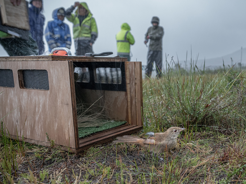 One of the first 17 eastern bristlebirds released into Wilsons Promontory National Park