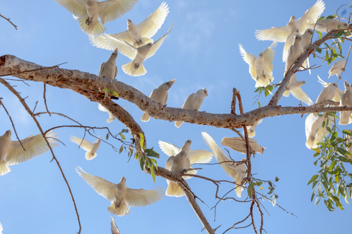 Little Corella in flight