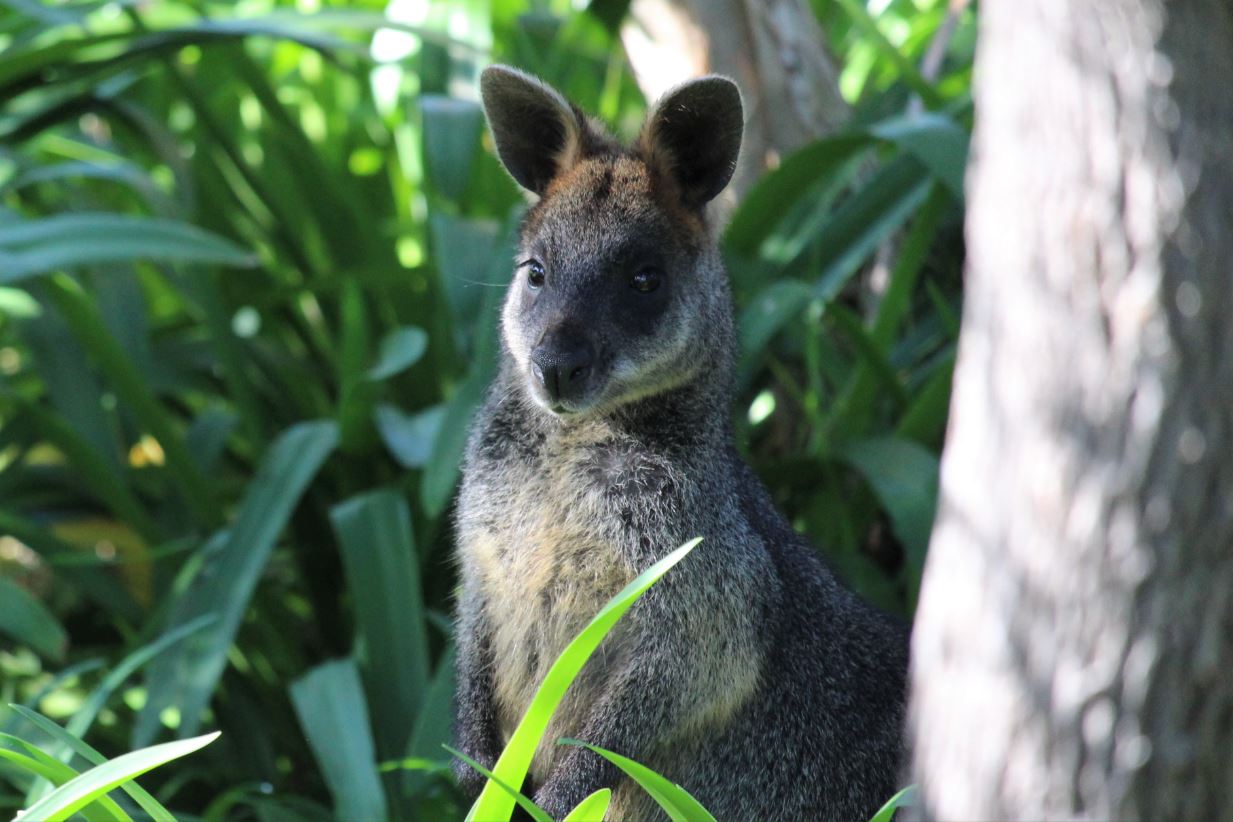 Swamp wllaby hiding in the shrubs on Phillip Island (Millowl)