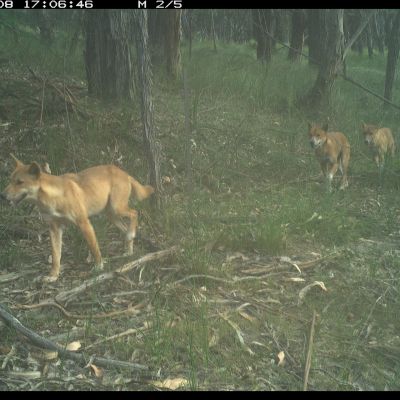 Dingo pack Melb water