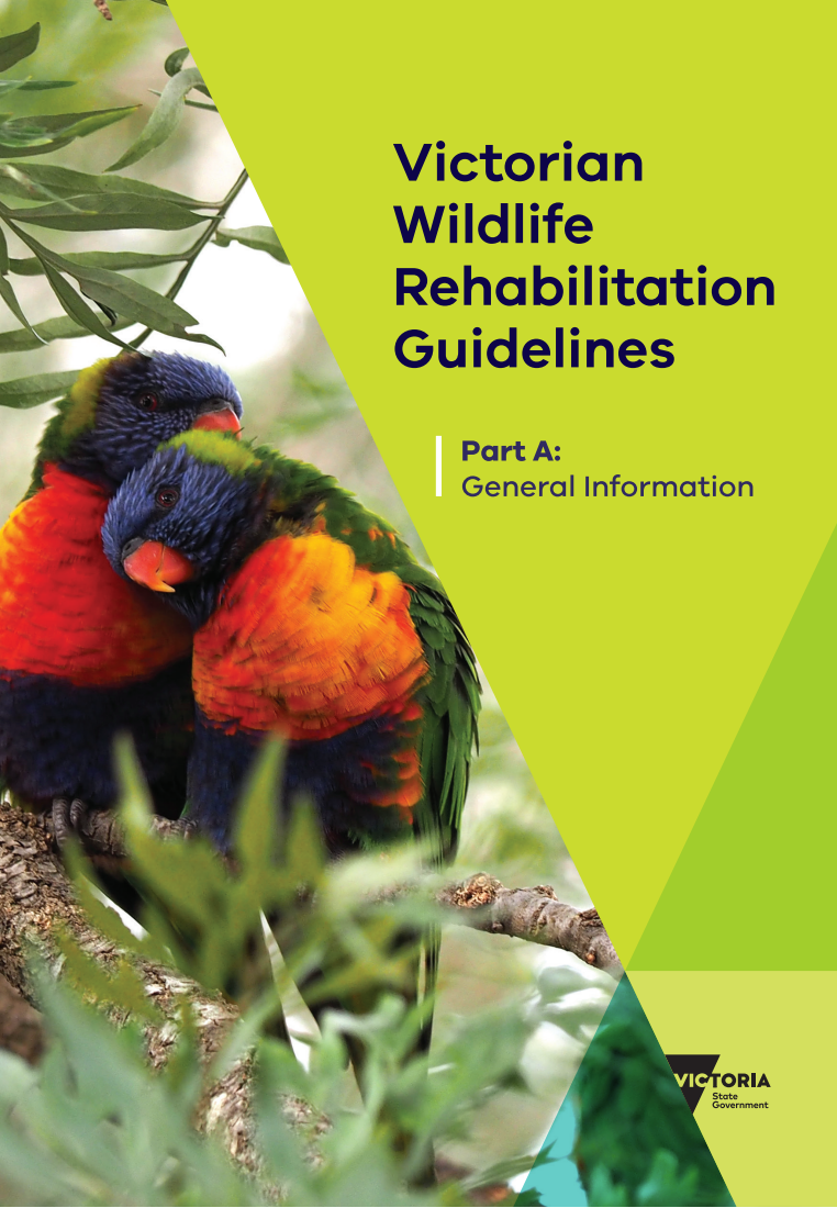 2 rainbow lorikeets on front cover of Victorian Wildlife Rehabilitation Guidelines