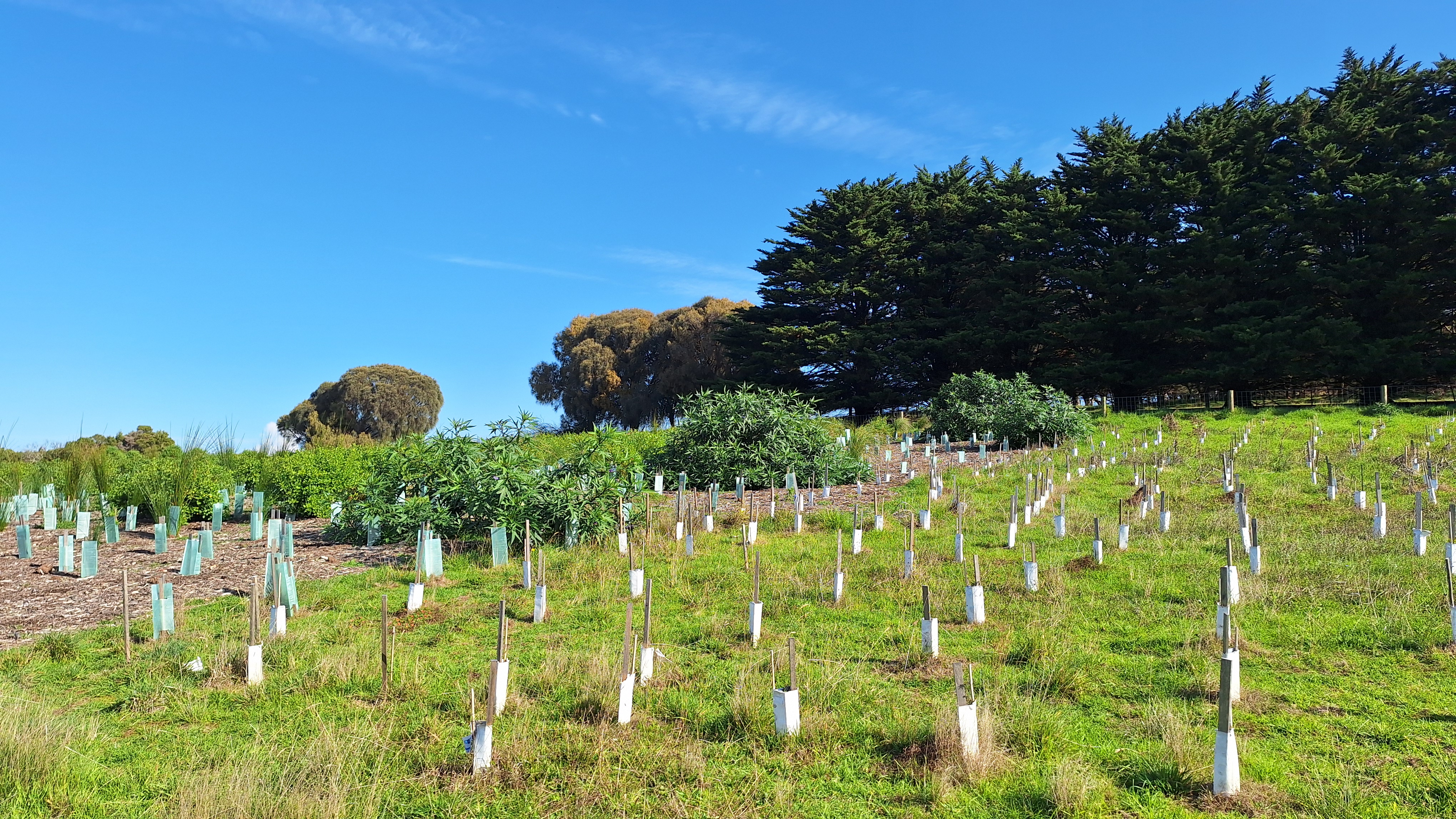 Newly planted plants at the Gap Road wetlands