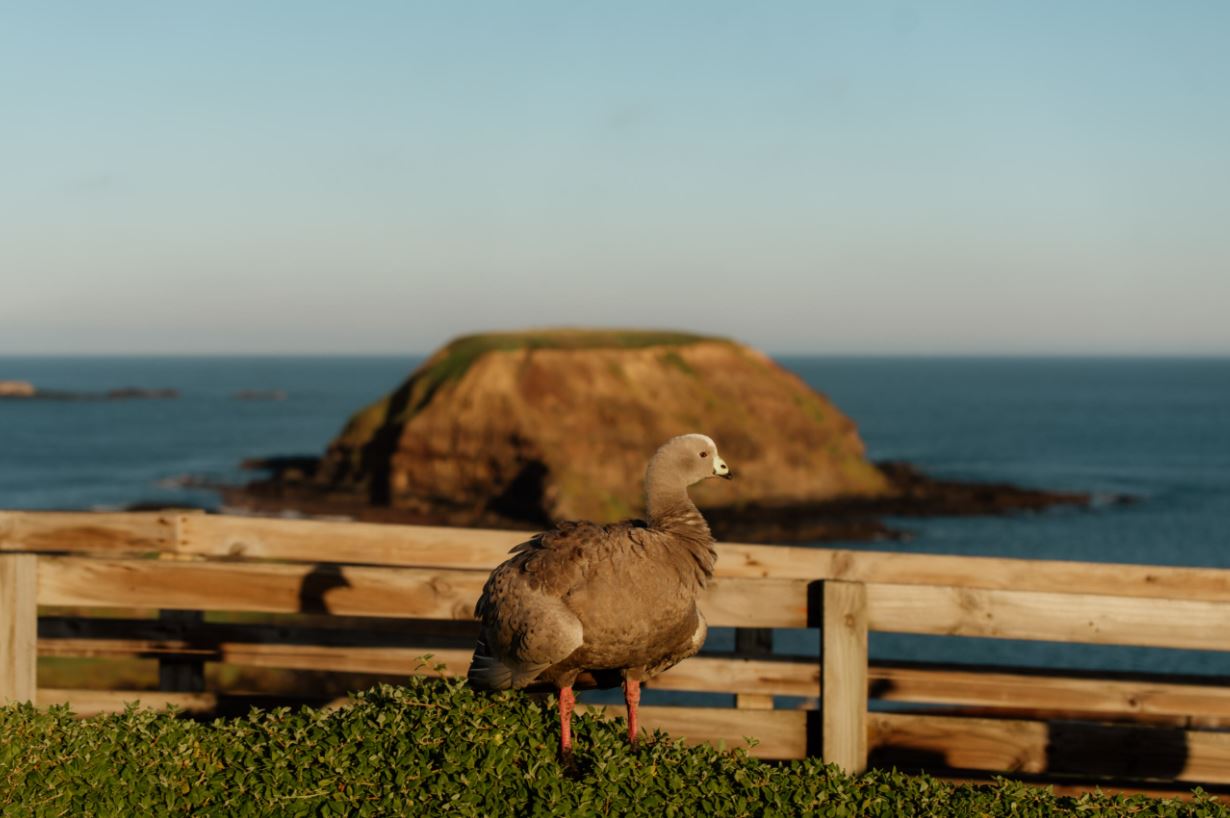 Photo of a cape barren goose at the Nobbies on Phillip Island (Millowl)