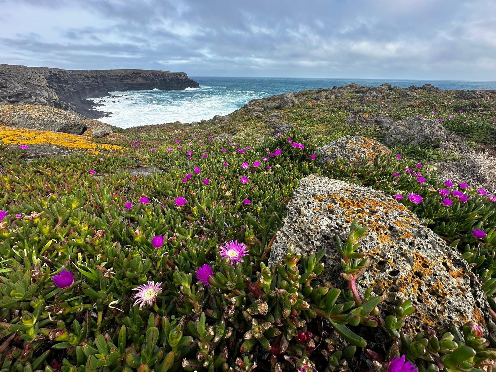 Carpobrotus Rossii (pigface) overlooking seal bay