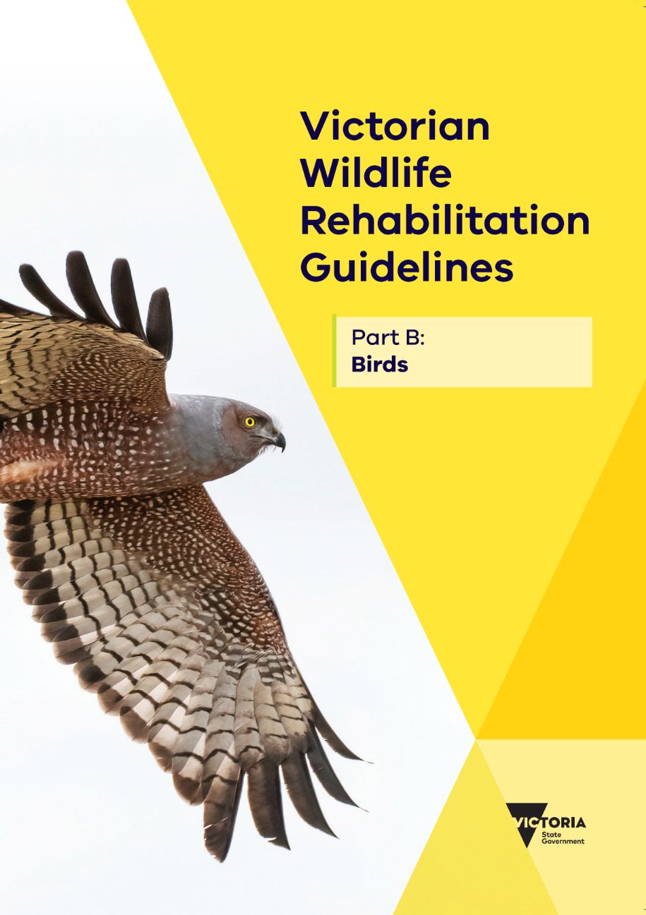 bird of prey on the cover of Victorian Wildlife Rehabilitation Guidelines 