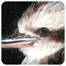 Kookaburra