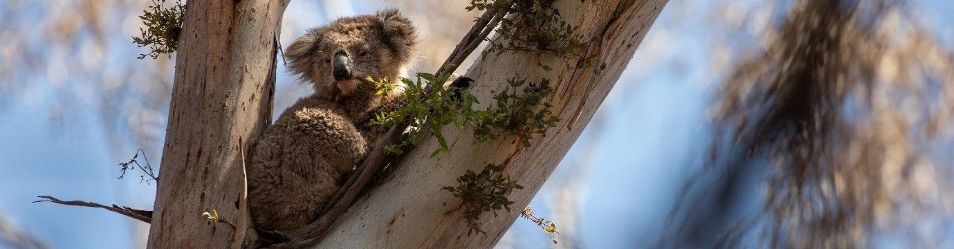 Koala in tree