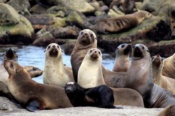 fur seals on rocks